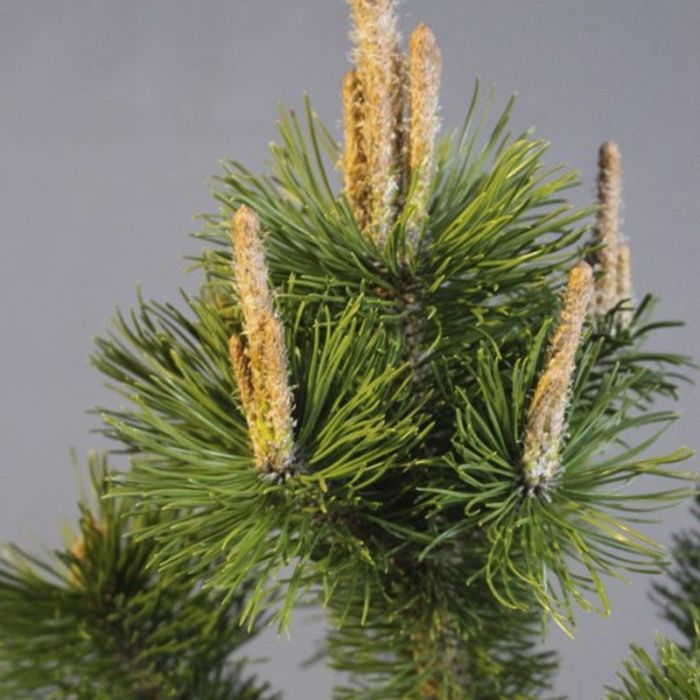 PINUS MUGO VAR ROSTRATA