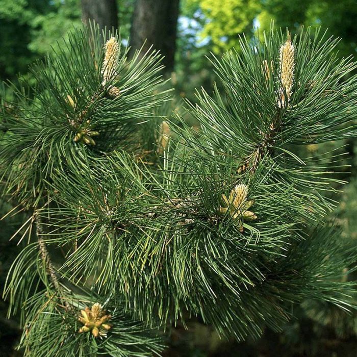 Pinus nigra