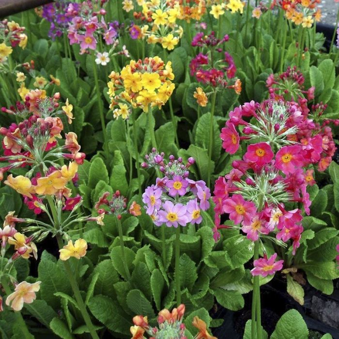 Primula bullesiana flere farver