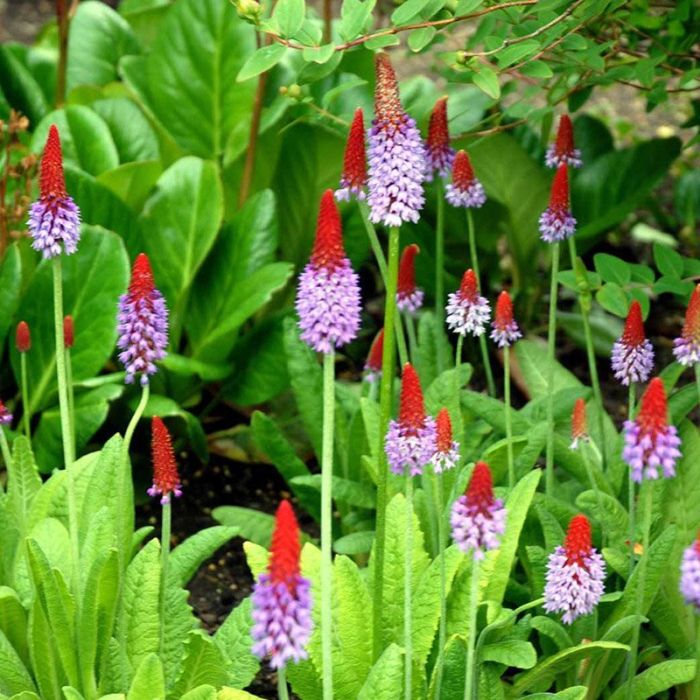 Primula vialii 