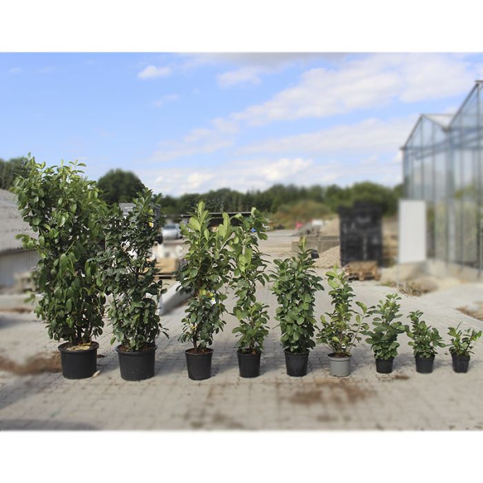 Laurbærkirsebær 'Etna' 