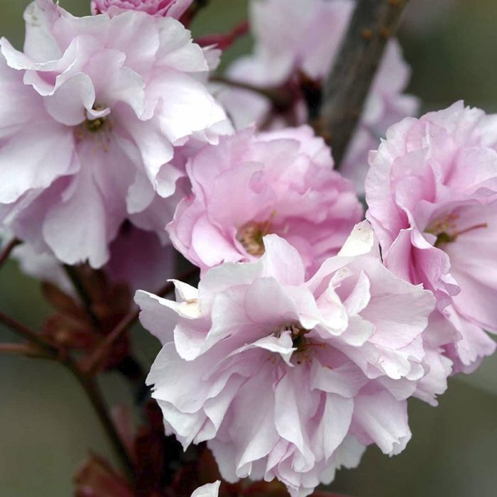 japansk kirsebær rosa blomster