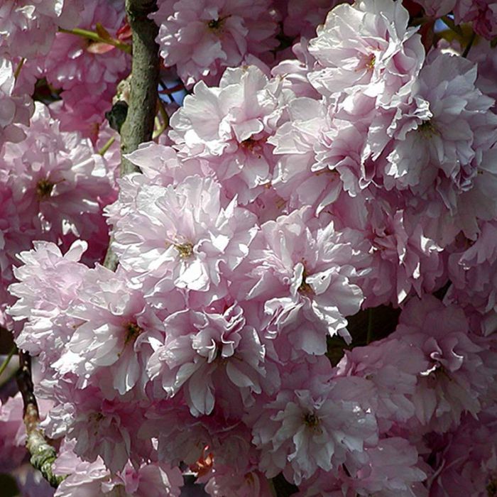 smukke roda fyldte blomster