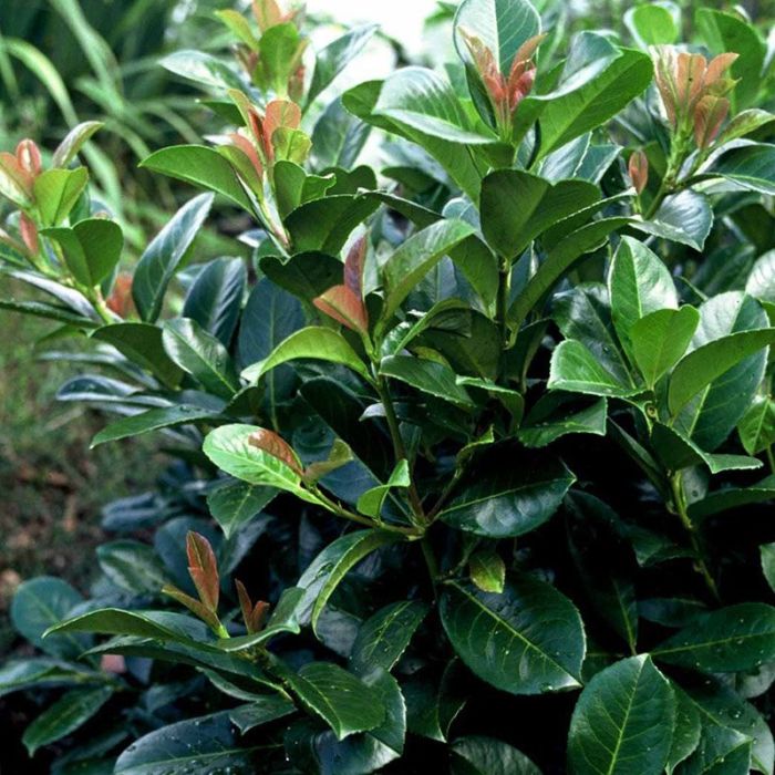 Storbladet laurbærkirsebær Etna opstammet