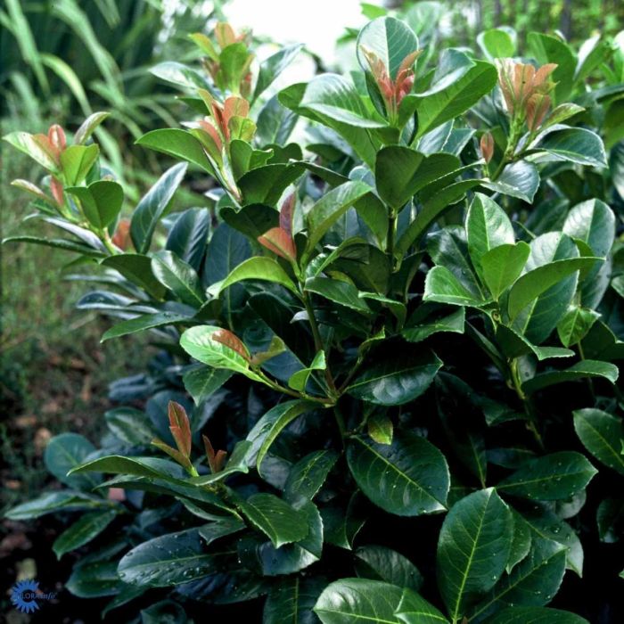 Storbladet laurbærkirsebær Etna opstammet