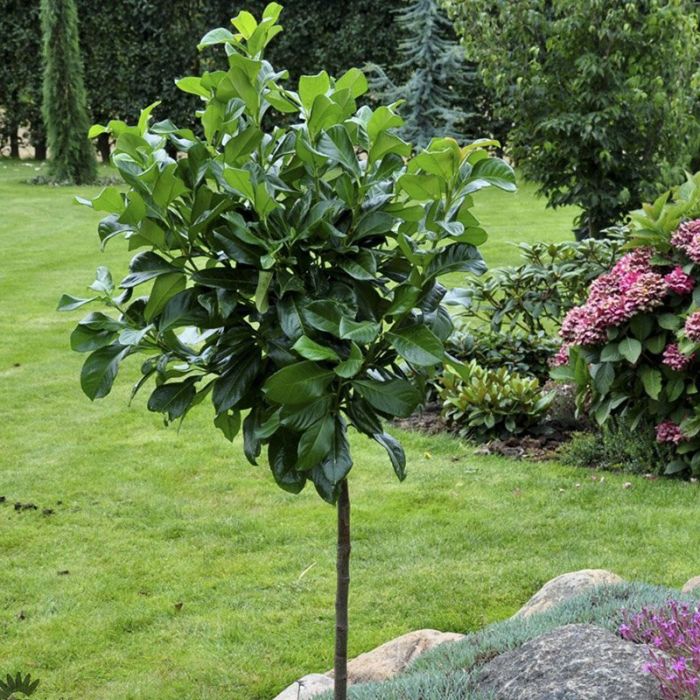 Storbladet laurbærkirsebær Etna opstammet 