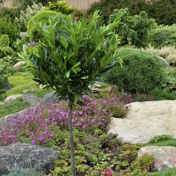 Opstammet Laurbærkirsebær Otto Luyken