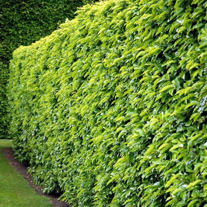 Portugisisk laurbærkirsebær 