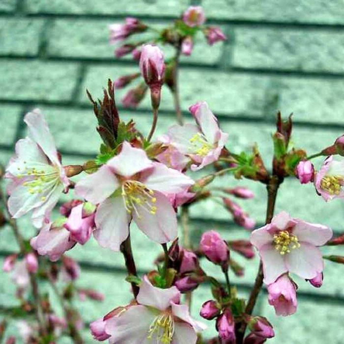 Japansk bjergkirsebær Ruby