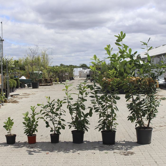 Laurbærkirsebær Novita