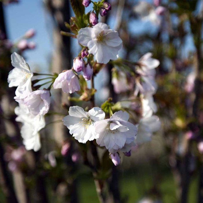 Japansk Søjlekirsebær Amanogawa
