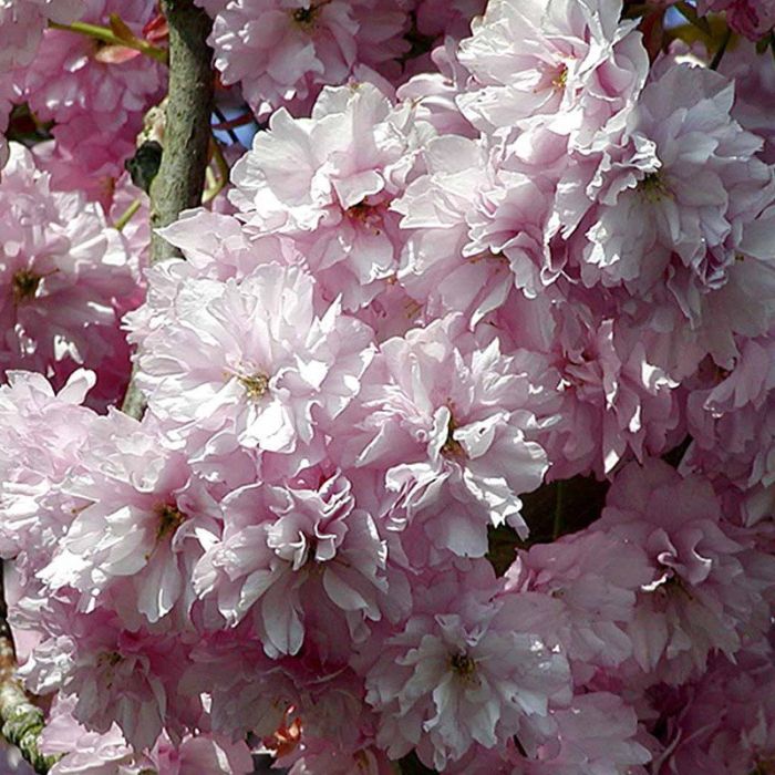 Japansk kirsebær Kanzan