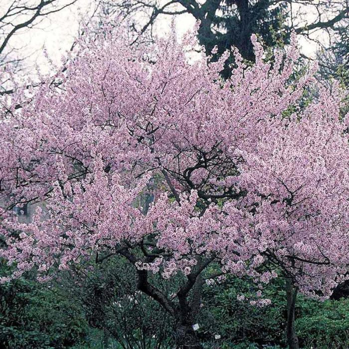 Oktober kirsebær Autumnalis rosea