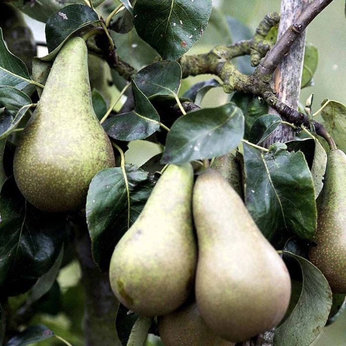 Pæretræ conference