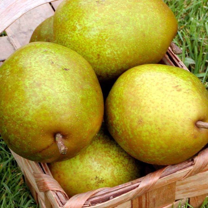 Pæretræ Pierre Corneille