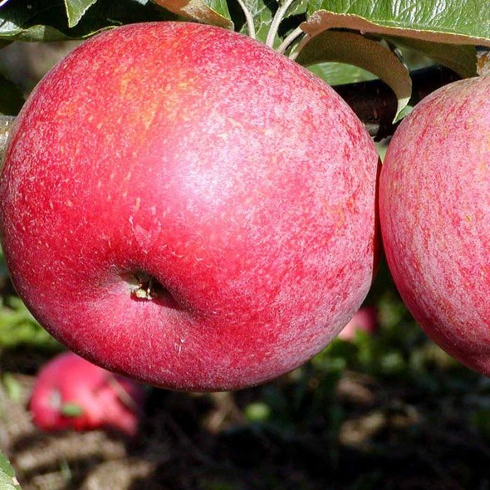 Æbletræ Rød Aroma