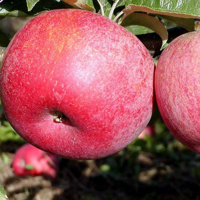 Æbletræ Rød Aroma