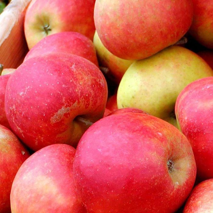 Æbletræ Rød Elstar