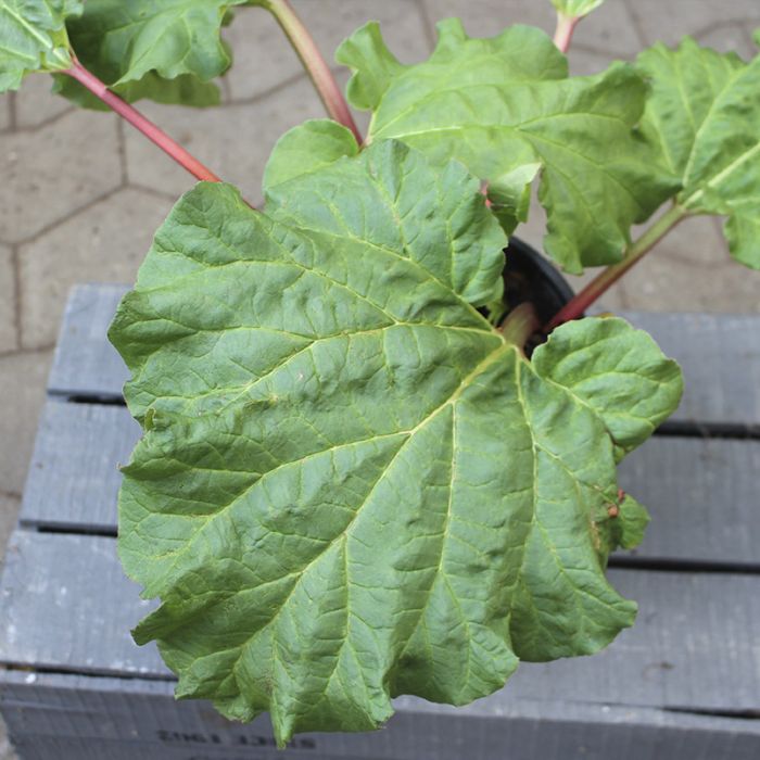 Rabarber Victoria store blade