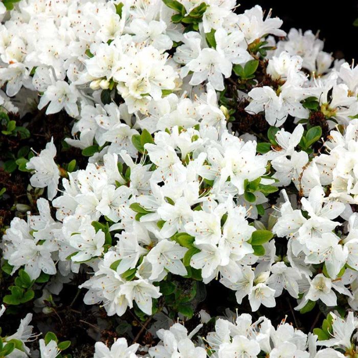 Japansk Azalea Kermesina Alba