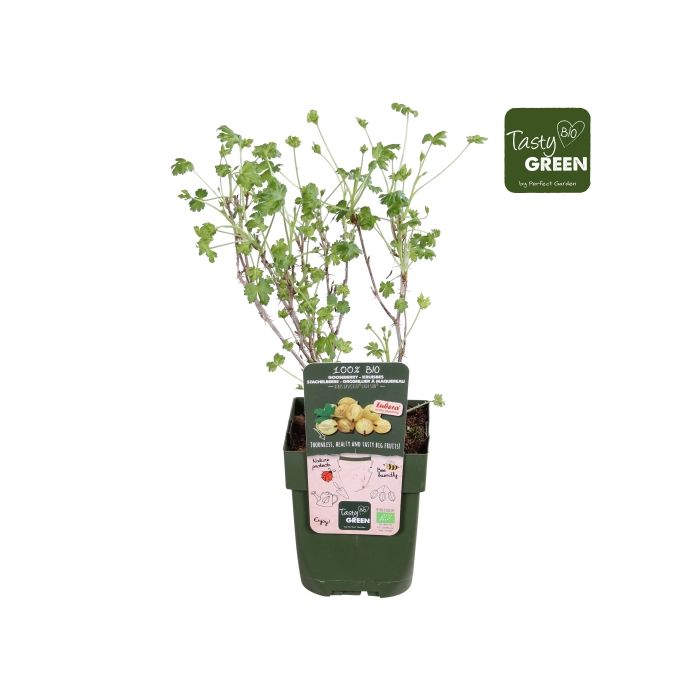 Stikkelsbær lady sun