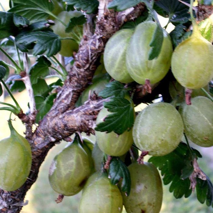 Stikkelsbær Hinnonmäki Gul