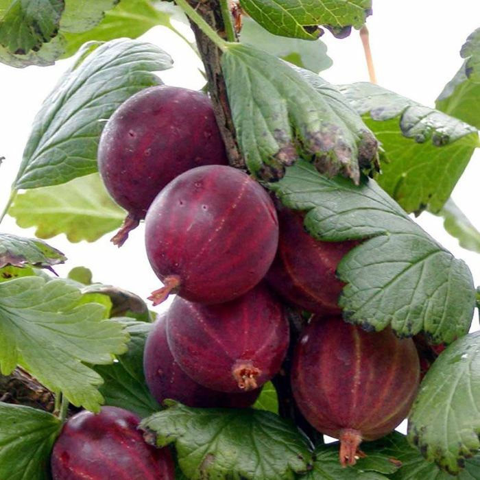 Stikkelsbær Hinnonmäki Rød