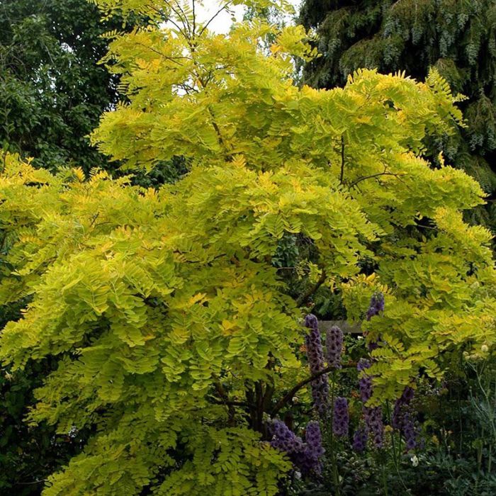 Almindelig robine Frisia