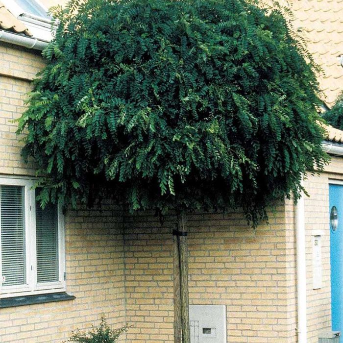 Kugleakasie Umbraculifera