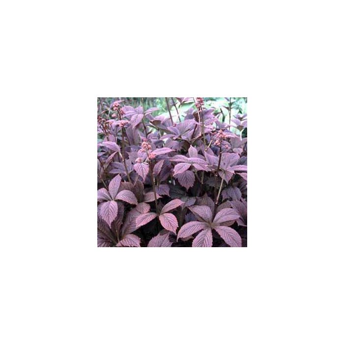 Rodgersia Chocolate Wings