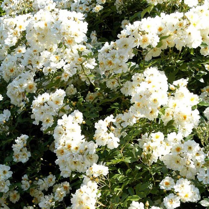 Klatrerose Rosa Helena Lykkefund