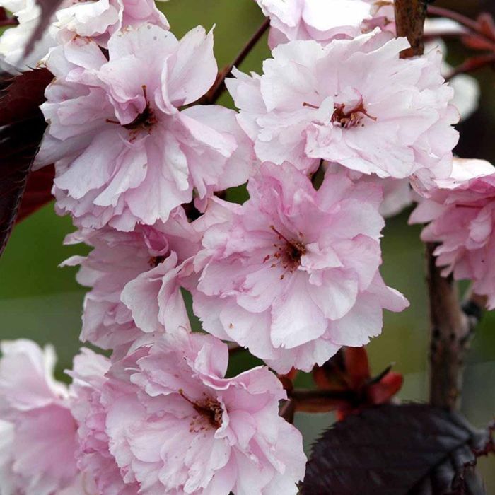 Japansk kirsebær Royal Burgundy