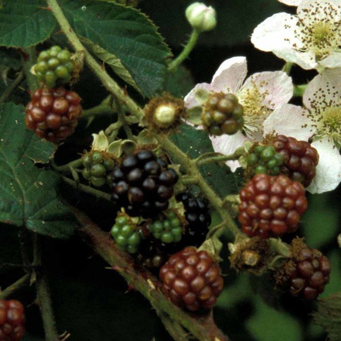 Rubus fruticosus Black Satin