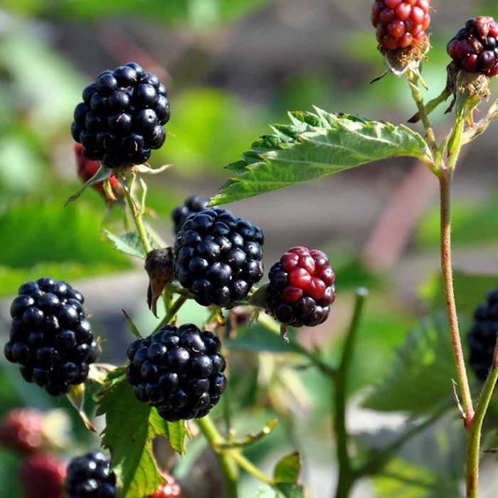 Brombær Rubus fruticosus Navaho