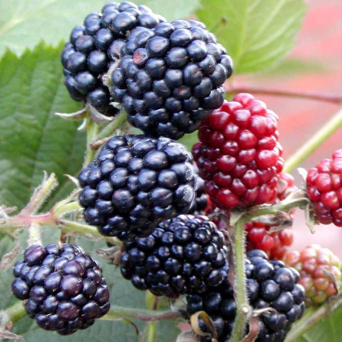 Brombær Thornfree busk