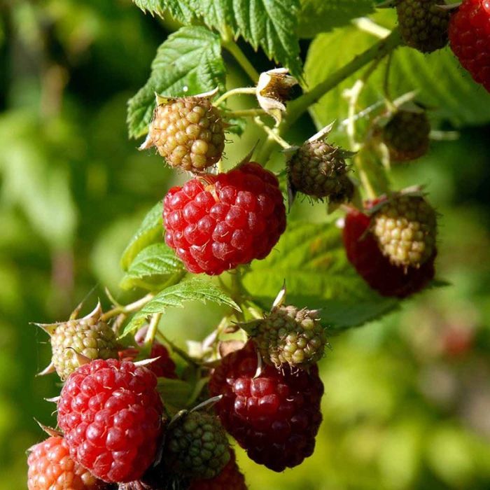 Rubus idaeus Autum Bliss