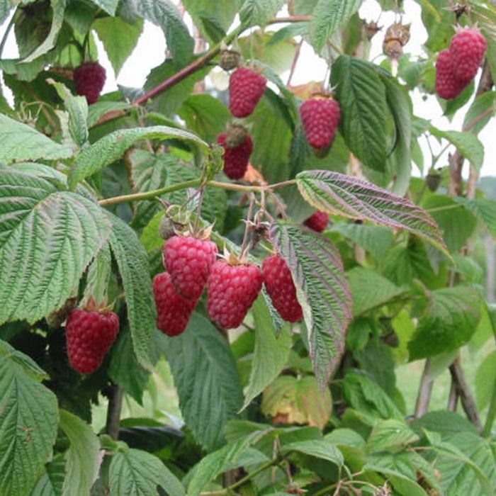 Rubus idaeus Glen Ample