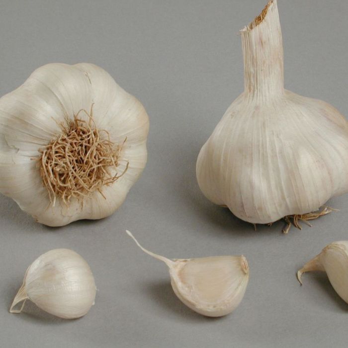 Hvidløg 'Sabadrome'