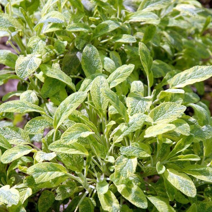 Salvia officinalis Icterina blade