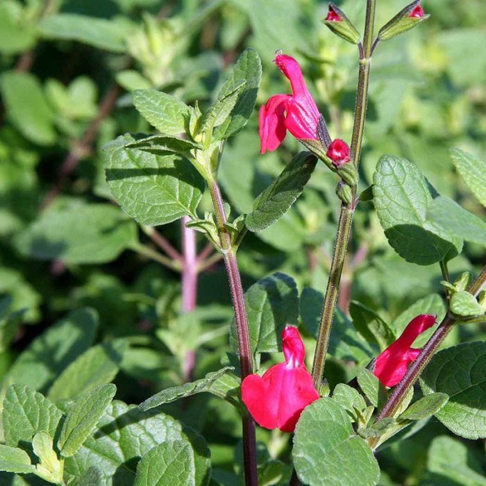 SALVIA MICROPHYLLA VAR. GRAHAMII
