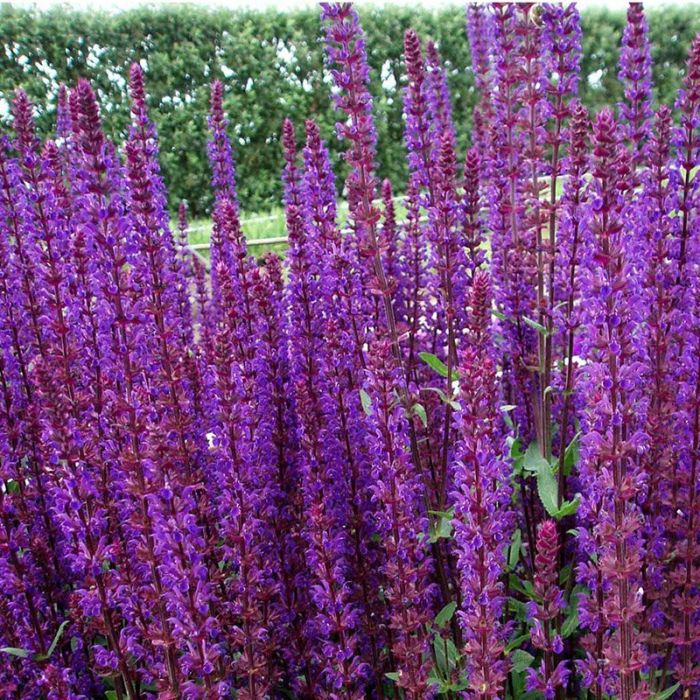 Staudesalvie Caradonna blomst