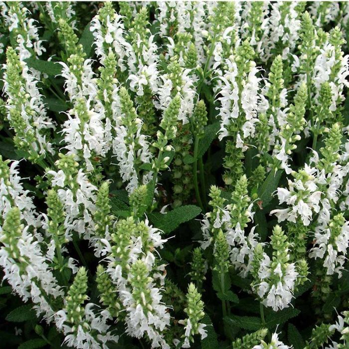 Staudesalvie Schneehügel