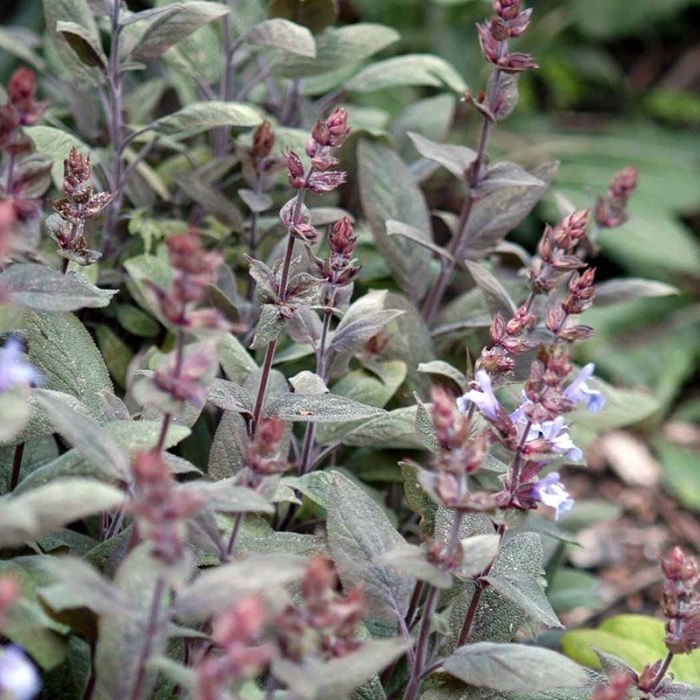 Rødbladet kryddersalvie
