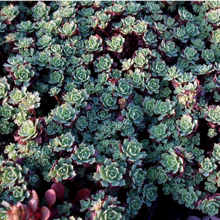 Sedum pachyclados