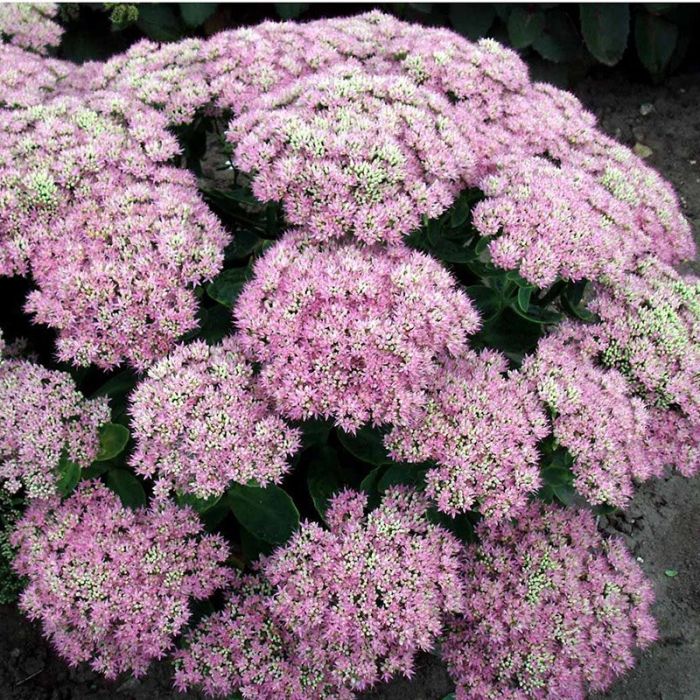 Kinesisk sankthansurt