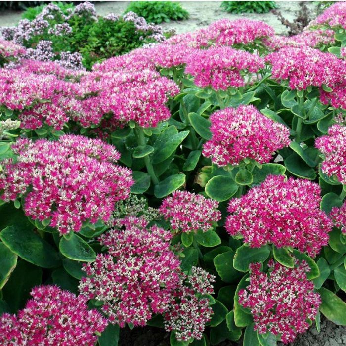 Kinesisk sankthansurt Sedum spectabile Carmen lyserød