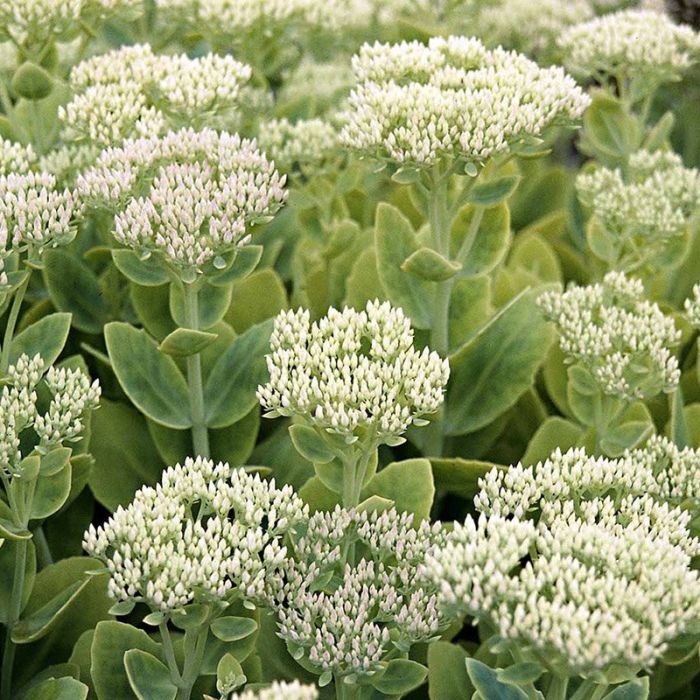 Kinesisk sankthansurt Sedum spectabile Stardust