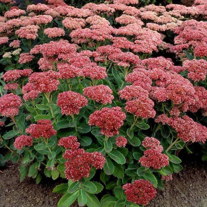 Sankthansurt Sedum telephium Herbstfreude blomst