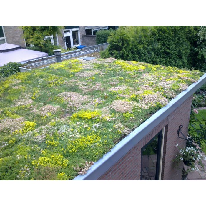 SEDUM-STENURT-MÅTTE 
