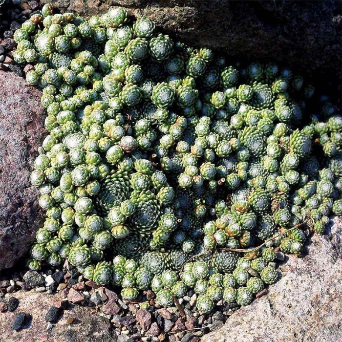 husløg spindelvævshusløg